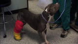 Pit Bulls and Parolees: Broken, But Not Shattered