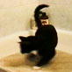 Planet's Funniest Animals: Cat in Shower