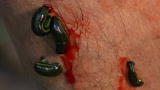 Top 10 Bloodsuckers: Leech