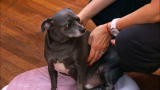 It's Me or the Dog: Pudgy Pet Weigh In
