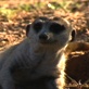 Meerkat Manor: Meerkat Manor Top 10 Moments