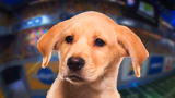 Puppy Bowl IX Player Profiles: Meet Chestnut
