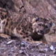 Mutual of Omaha's Wild Kingdom: Snow Leopard Stalks Prey