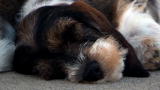 Petit Basset Griffon Vendeen
