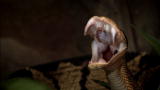 Fatal Attractions: Young Boy and His Deadly Snakes