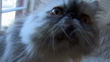 America's Cutest: Cats: Cute-A-Palooza