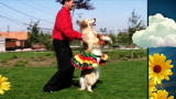 America's Cutest Dog 2010: Dancing Dog