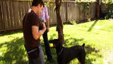 It's Me or the Dog: Take It, Drop It Game