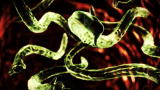 Monsters Inside Me: The Rat Lungworm
