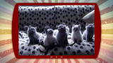 Puppies vs. Babies: Headbanging Kittens
