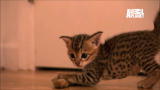 Too Cute!: The Savannah Kittens Hone Hunting Skills