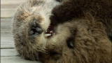Wild Kingdom's Best of Ocean Life