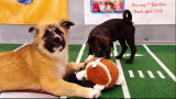 Puppy Bowl VII: Puppy Bowl VII Music Video
