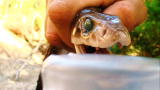 Wild Recon: Coastal Taipan Venom