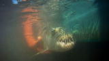 River Monsters: A Vicious Feeding Frenzy