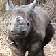 Untamed and Uncut: Baby Rhino Caught in Trap