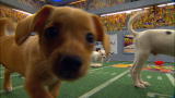 Puppy Bowl VIII: Get a Taste of Puppy Bowl VIII