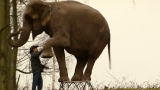 Fatal Attractions: Pet Elephant Spells Disaster?