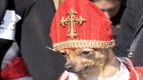 The Daily Treat: Top 10 Ridiculously Wrong Pet Costumes
