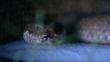 Your Worst Animal Nightmares: Terrifying Snake Attack
