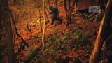 Finding Bigfoot: Ranae Mimics Bigfoot