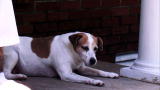 American Stuffers: Pup Has Six Months to Live