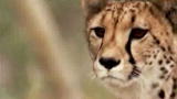 Mutual of Omaha's Wild Kingdom :Cheetah vs. Canine