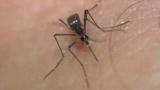 Top 10 Bloodsuckers: Female Mosquito