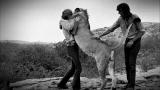 Animal Planet Screening Room: A Lion Called Christian