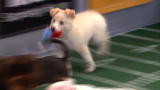 Puppy Bowl VIII: Aberdeen's Epic Scramble for TD