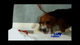 Infested!: Sniffer Dogs Find Bed Bug Infestation