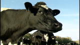 Top 10 Animal Gross Outs: Gassy Cows