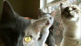 Confessions: Animal Hoarding: Cats vs. Daughter