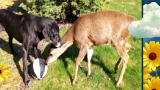 America's Cutest Dog 2010: Oh Deer