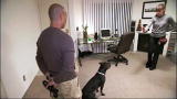 It's Me or the Dog: Two Schools