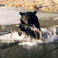Planet's Funniest Animals: Bear Fall
