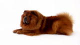 play video on Animal Planet