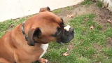 The Zak George Project: Balancing a Treat on Your Dog's Nose