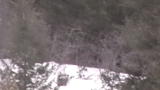 Finding Bigfoot: Sighting in the Woods