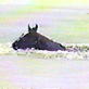 Untamed and Uncut: Horse Gets Trapped Under Ice