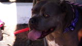 Pit Bulls and Parolees: Part Gargoyle