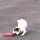 The Planet's Funniest Animals: Viewer Submitted Video: Sporty Dogs