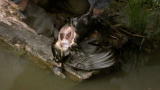 River Monsters: Piranhas Devour a Duck