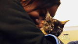Housecat Housecall: Whiskers