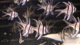 Tanked: Choosing Fish