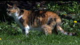 Cats 101: Domestic Shorthair