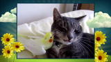 America's Cutest: Cats: Extreme Fluff