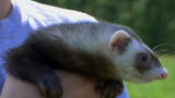 Pets 101: Ferrets