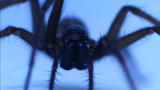 Infested!: Woman With Flesh-Eating Spider Bite