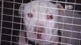 Pit Bulls and Parolees: Starving Pit Bull